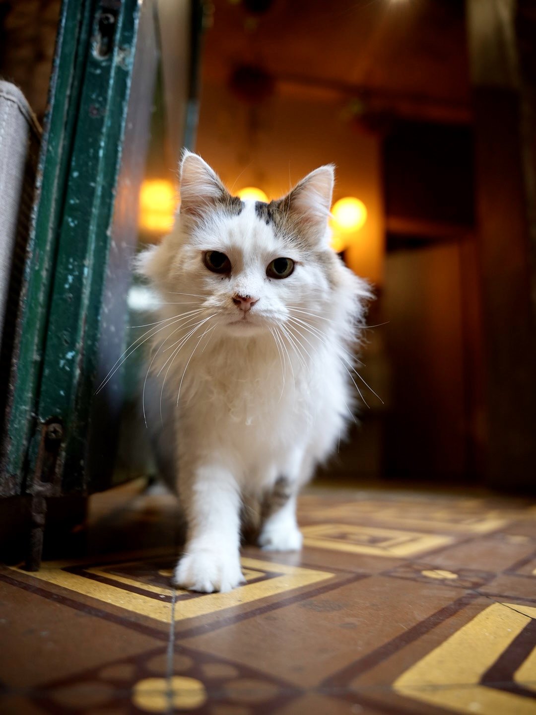 Anchoita, la gata de Afán en la Cuadra