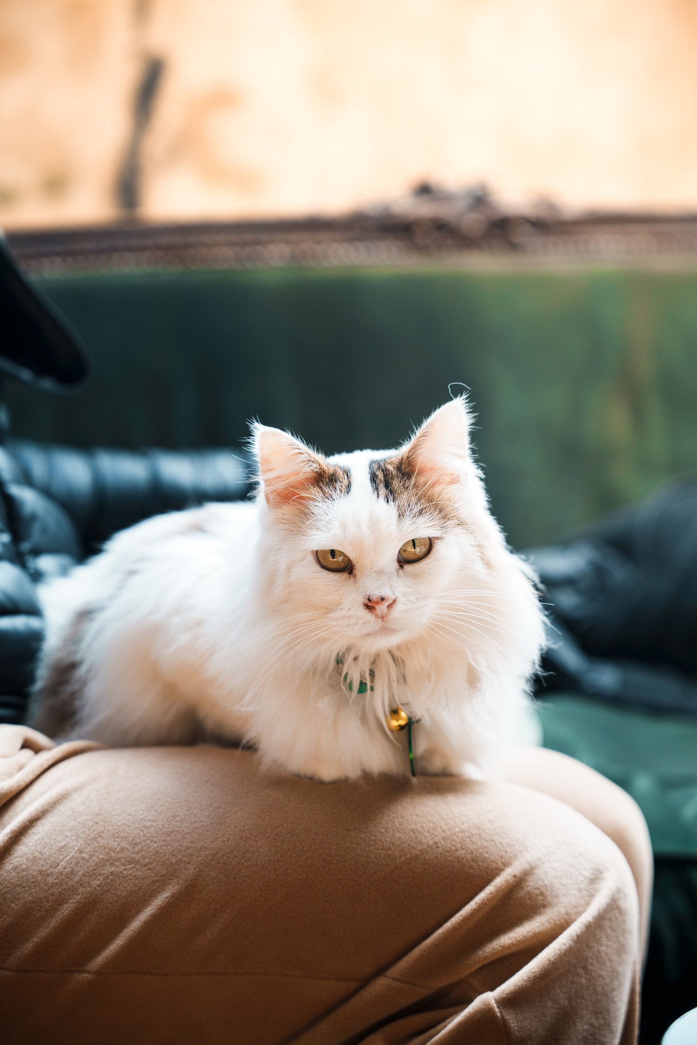 Anchoita, la gata de Afán en la Cuadra